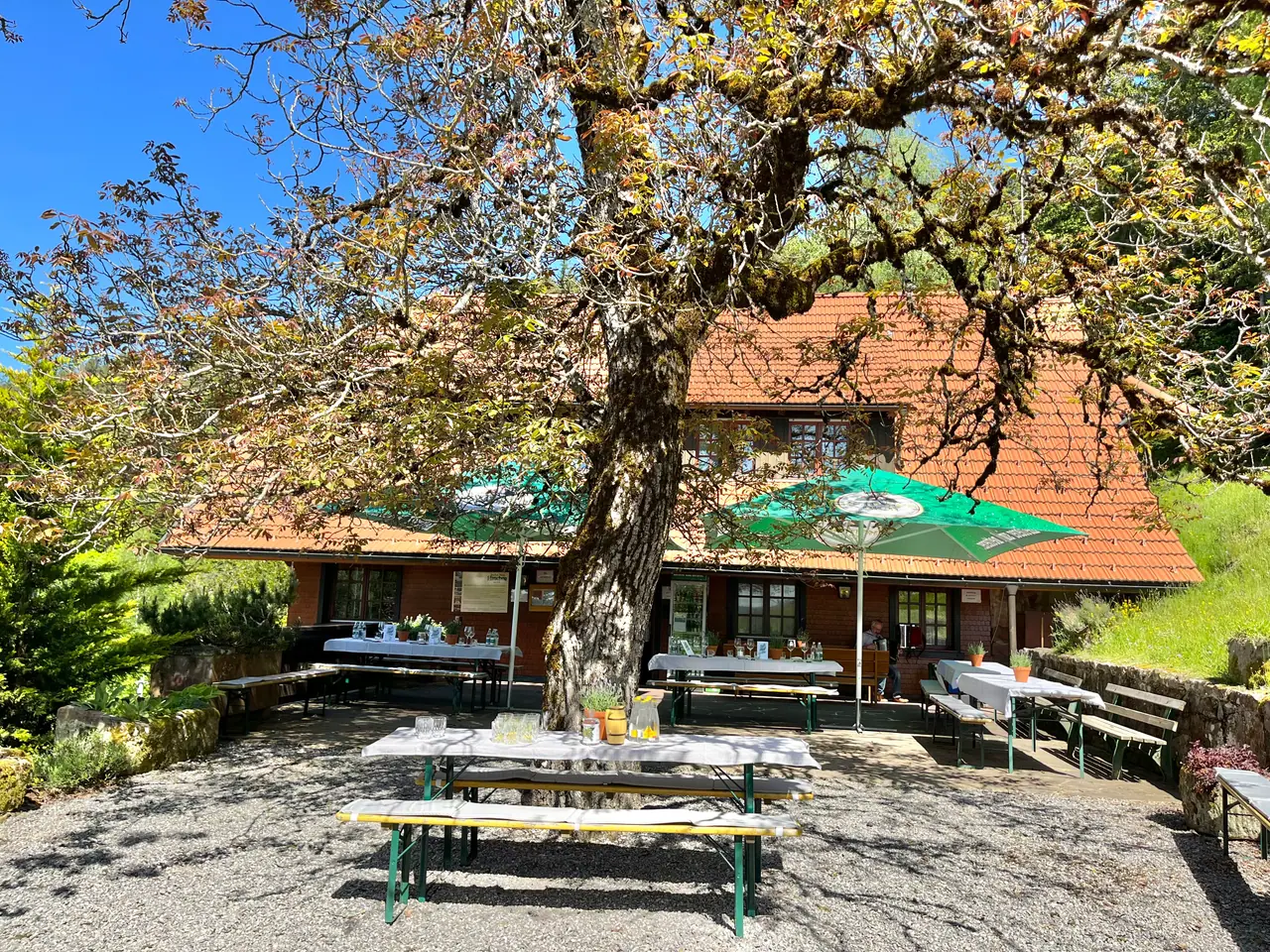Biergarten des Schmalzerhisli unter einer großen alten Linde, Holztische in der Sonne